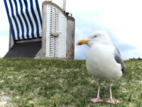 Norderney 2019 Norderney 2019