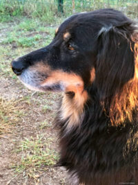 der Liebste in der ganzen Runde: Kiro aus der Eifel
