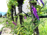 Wandern rund um TRamin