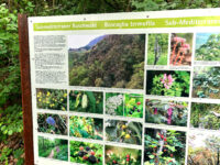 Wandern rund um Tramin