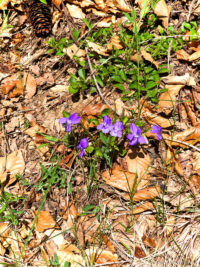 Wandern am Mendelpass
