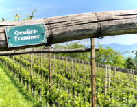 Wandern rund um Tramin