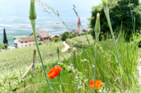 am Gewürztraminer Weg