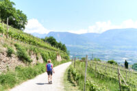 Wandern rund um Tramin